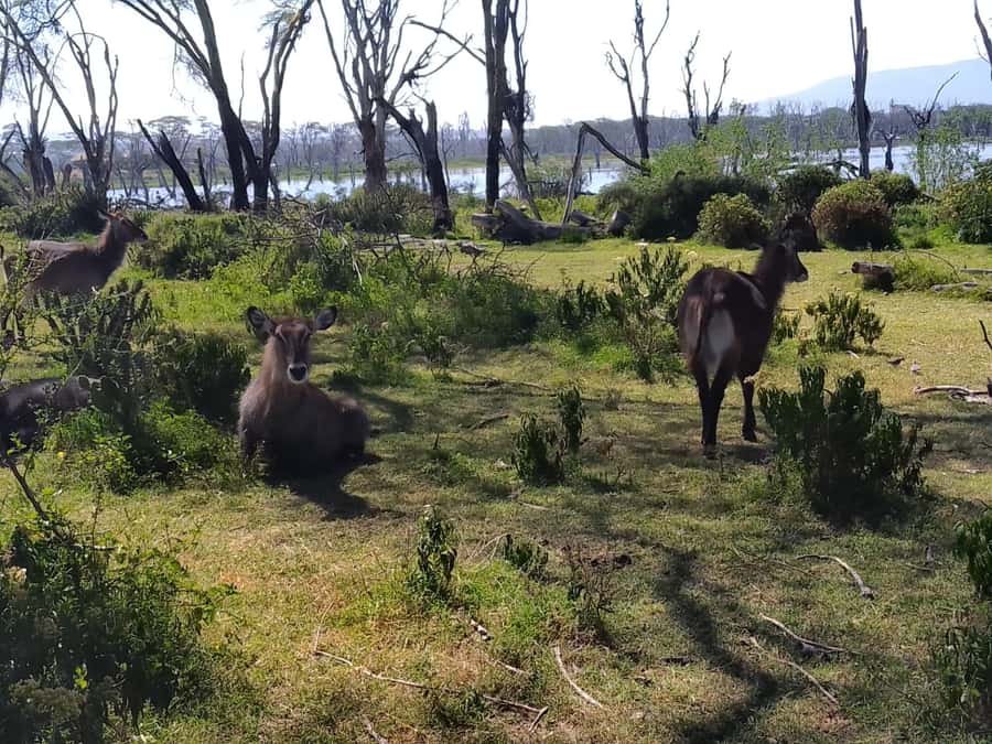 Lake Naivasha day tour including crescent island - Booking flexibility and practical limits