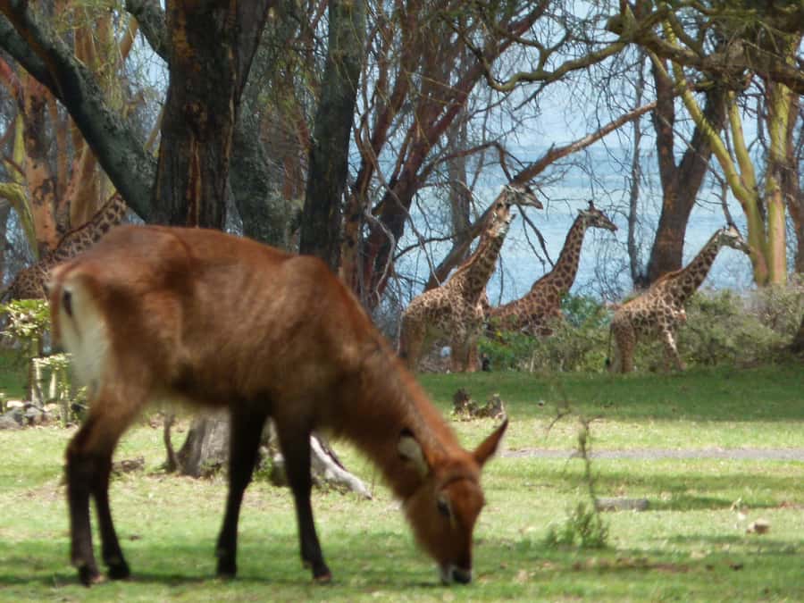 Lake Naivasha day tour including crescent island - The road from Nairobi to the Great Rift Valley