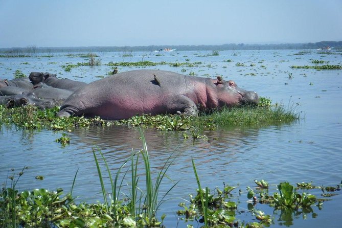 Lake Naivasha day tour including the crescent island - The real cost of the day