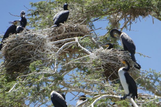 Lake Naivasha day tour including the crescent island - Who should book this outing?