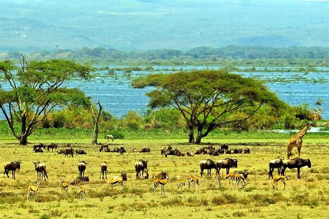 Lake Naivasha day tour including the crescent island - Useful planning advice