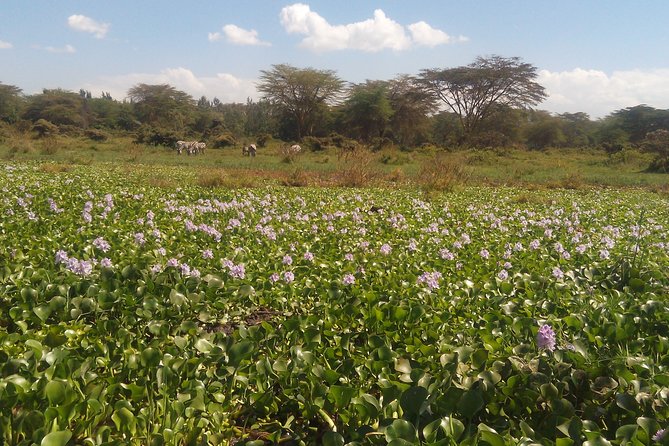Lake Naivasha Private Day Tour with Boat Ride from Nairobi - Key things to know before you book