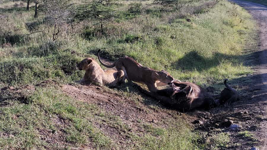 Lake Nakuru 2 Days 1 Night Safari. - Leaving Nairobi for Lake Nakuru