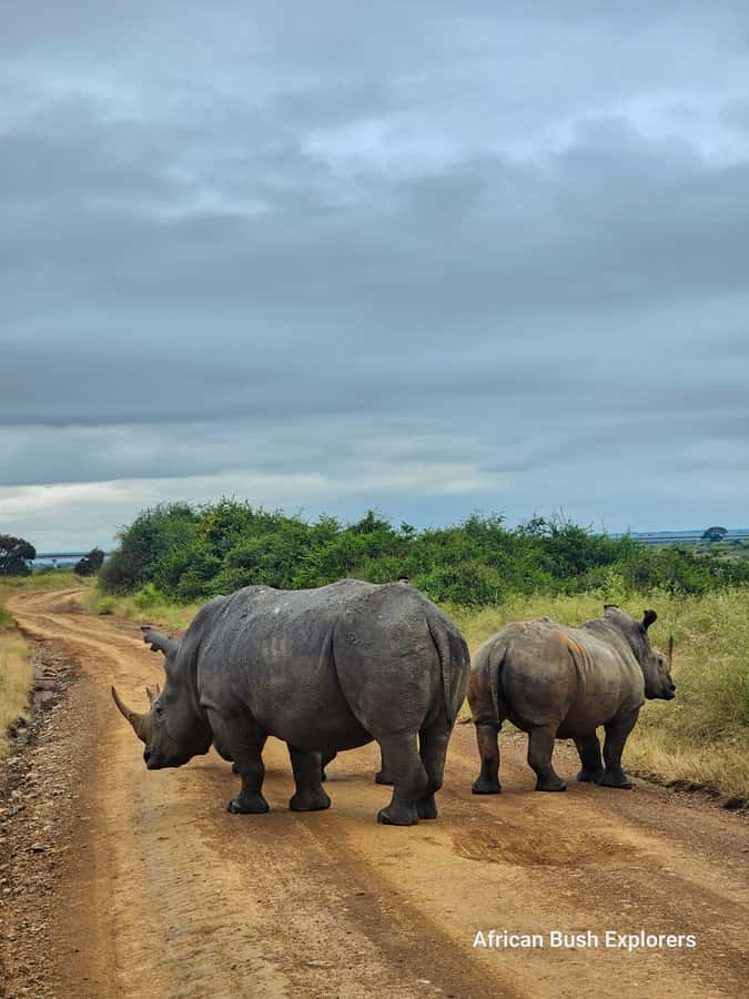 Lake Nakuru 2 Days 1 Night Safari. - Morning transfer to Lake Naivasha