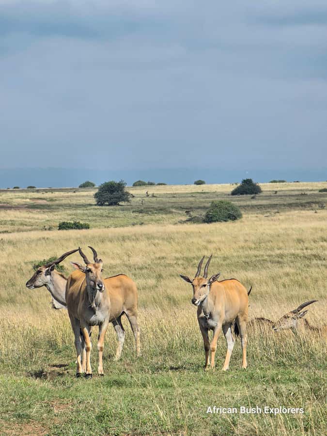 Lake Nakuru 2 Days 1 Night Safari. - Optional Crescent Island safari walk