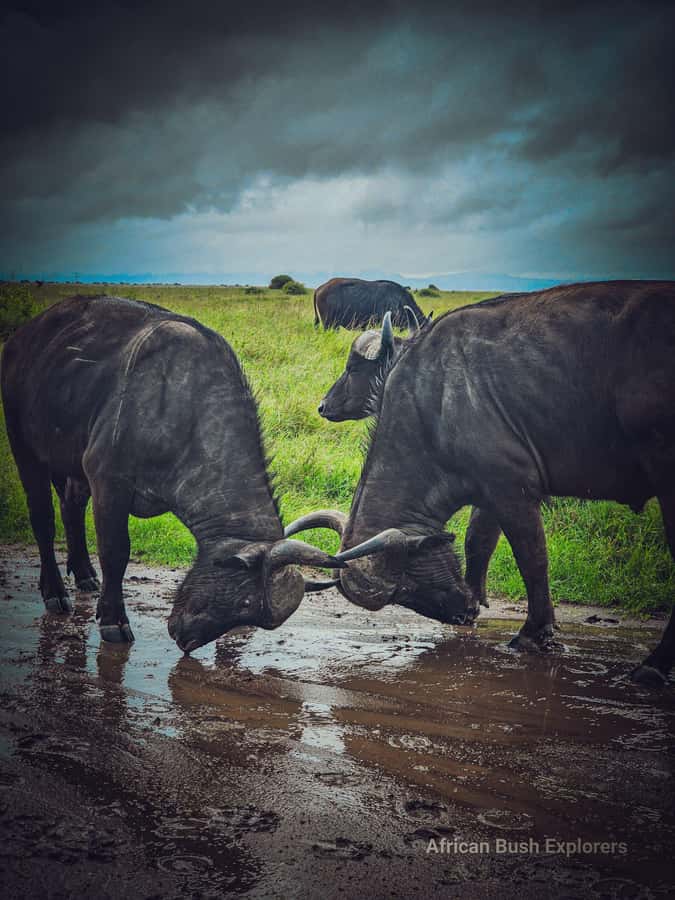 Lake Nakuru 2 Days 1 Night Safari. - What the $350 price really includes