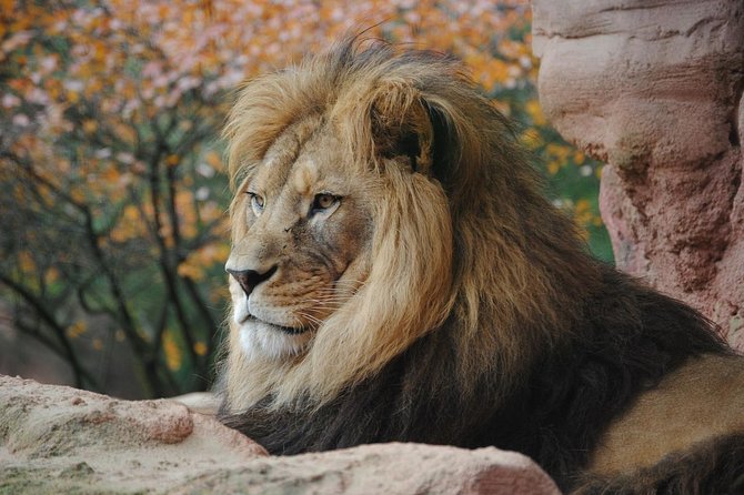 Lake Nakuru Day Tour From Nairobi - Lion Hill, Baboon Cliff, and Out of Africa viewpoints