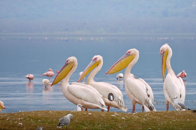 Lake Nakuru Day Tour From Nairobi - Lunch after the morning safari