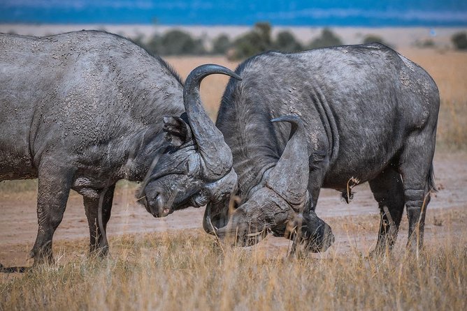 Lake Nakuru Day Tour From Nairobi - Lake Naivasha and the optional boat ride
