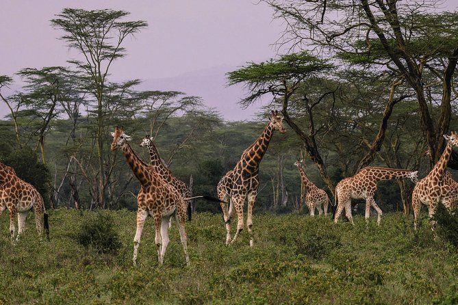 Lake Nakuru Day Tour From Nairobi - Entering Lake Nakuru National Park around 8 a.m.