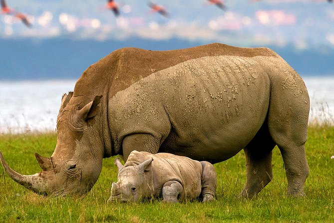 Lake Nakuru Day Trip From Nairobi - Key points to know before booking