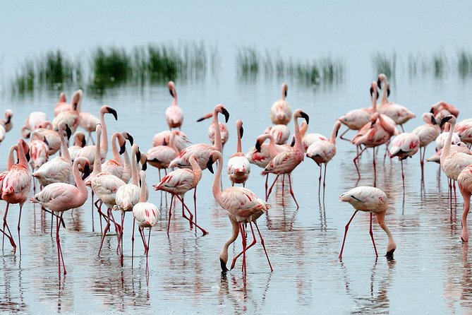 Lake Nakuru Day Trip From Nairobi - A full safari day from Nairobi