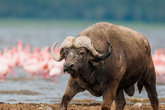 Lake Nakuru Day Trip From Nairobi - Flamingos, famous photographs, and shifting expectations