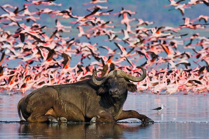 Lake Nakuru Day Trip From Nairobi - The game lodge stop and meal planning