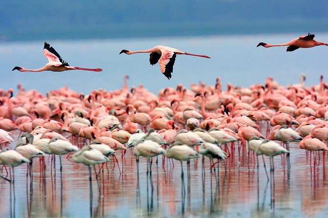 Lake Nakuru Day Trip From Nairobi - Leaving Nairobi in a private vehicle