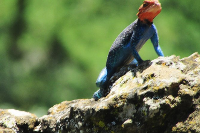 Lake Nakuru Day Trip Safari – & Optional Lake Naivasha Boat - Why this Nairobi day trip works