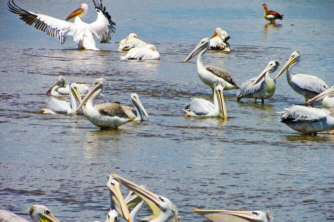Lake Nakuru Day Trip Safari – & Optional Lake Naivasha Boat - Lake Nakuru’s four-hour morning game drive