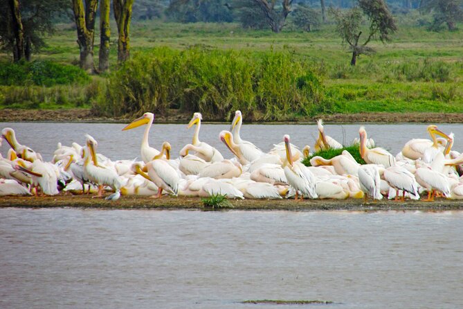 Lake Nakuru Day Trip Safari – & Optional Lake Naivasha Boat - Makalia Waterfall, a welcome chance to stretch