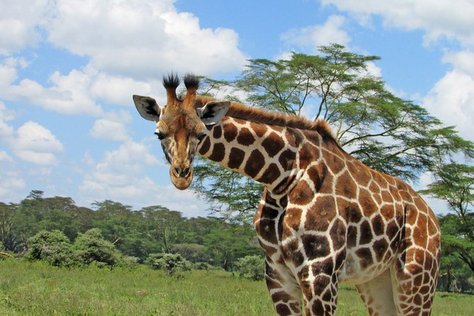 Lake Nakuru Day Trip Safari – & Optional Lake Naivasha Boat - Baboon Cliff and its very bold lunch companions