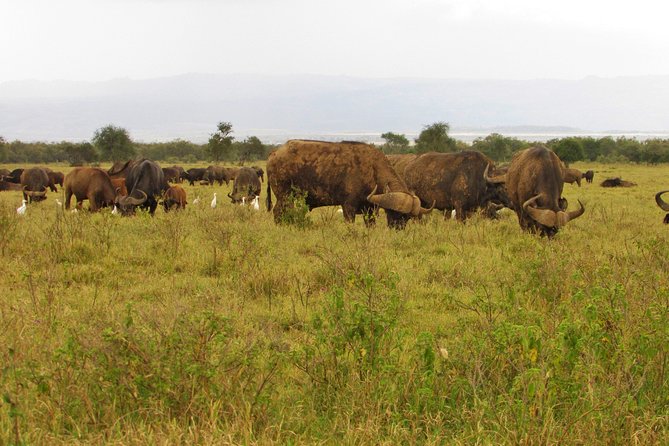 Lake Nakuru Day Trip Safari – & Optional Lake Naivasha Boat - Lake Naivasha by boat, with hippos and birds