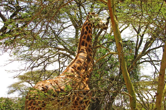 Lake Nakuru Day Trip Safari – & Optional Lake Naivasha Boat - Walking among wildlife on Crescent Island