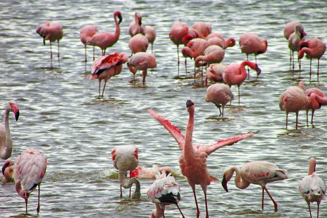 Lake Nakuru Day Trip Safari – & Optional Lake Naivasha Boat - The Rift Valley viewpoint on the way back