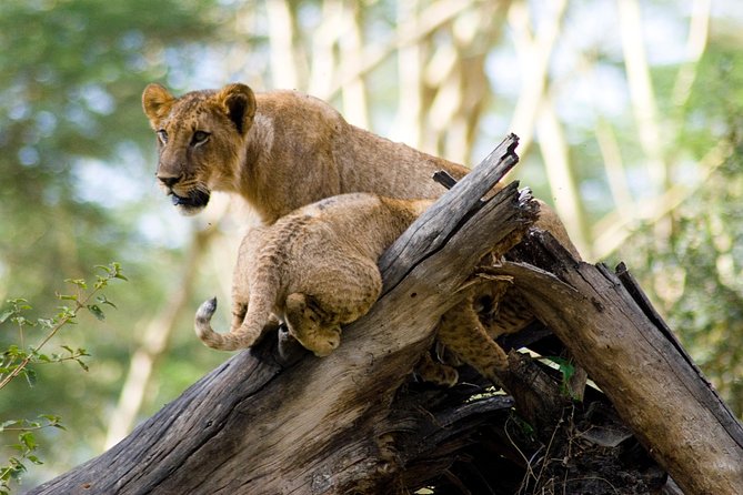 Lake Nakuru Daytrip using Safari Landcruiser - Lion Hill, Baboon Cliff, and Out of Africa