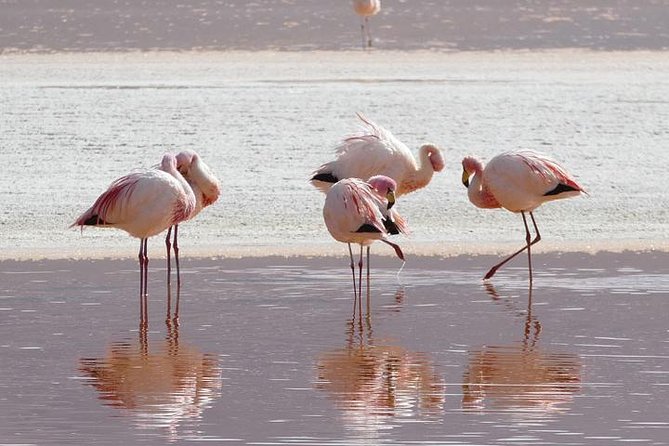 Lake Nakuru, Naivasha & Masai Mara 4 Days Private Jeep Safari - A full day in the Maasai Mara