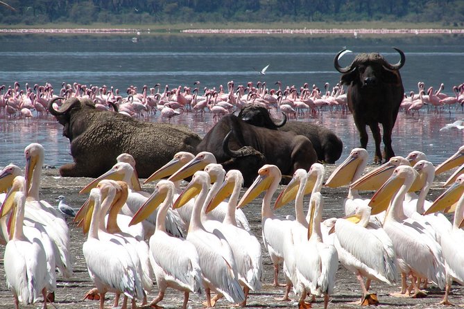 Lake Nakuru National Park & Boat Ride at Lake Naivasha Day Tour From Nairobi - Key Points Before You Book