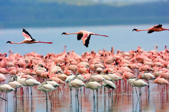 Lake Nakuru National Park & Boat Ride at Lake Naivasha Day Tour From Nairobi - Lunch at Lake Nakuru Lodge