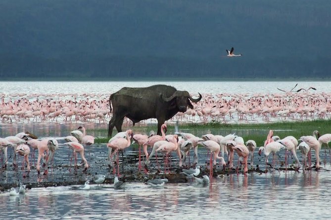 Lake Nakuru National Park & Boat Ride at Lake Naivasha Day Tour From Nairobi - Back to Nairobi by About 6:00pm