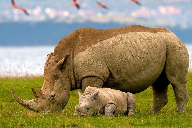 Lake Nakuru National Park & Boat Ride at Lake Naivasha Day Tour From Nairobi - Entering Lake Nakuru Around 9:00am