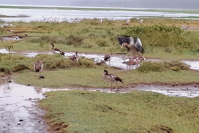 Lake Nakuru National Park Day Tour - Looking for white and black rhinos