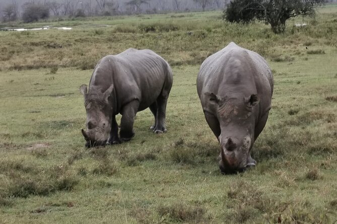 Lake Nakuru National Park Day Tour - Lunch at Lake Nakuru Lodge or a picnic in the park
