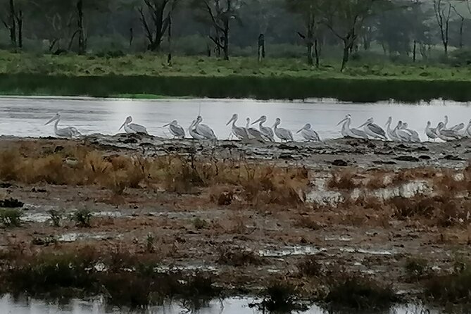 Lake Nakuru National Park Day Tour - More game viewing on the way out