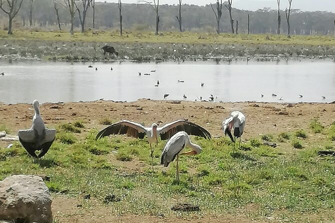 Lake Nakuru National Park Day Tour - Is the $270 price good value?