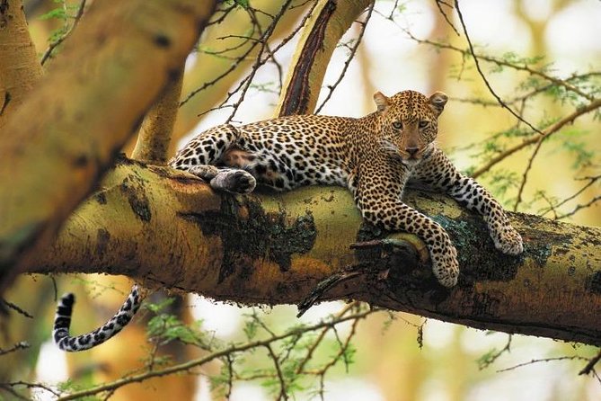 Lake Nakuru National park Day Tour From Nairobi - Why Lake Nakuru works well as a one-day safari
