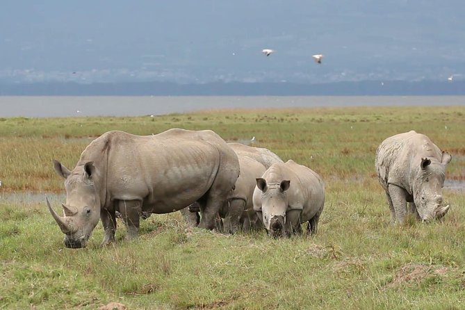 Lake Nakuru National park Day Tour From Nairobi - Rhino viewing at Lake Nakuru