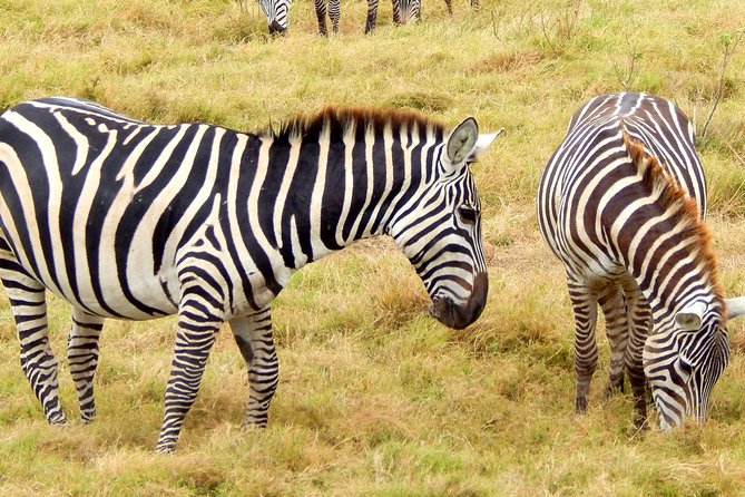 Lake Nakuru National park Day Tour From Nairobi - Lions, leopards, giraffes, and other game