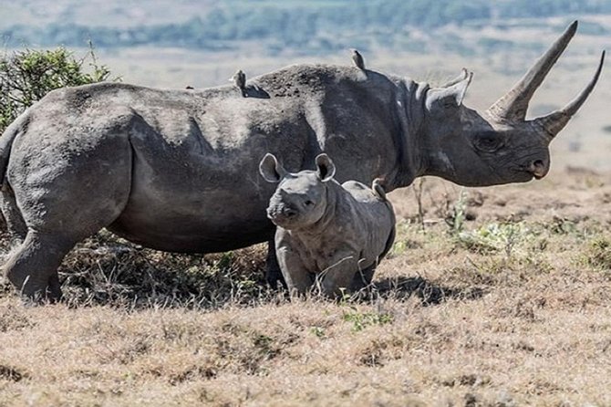 Lake Nakuru National park Day Tour From Nairobi - Is $180 a fair price?