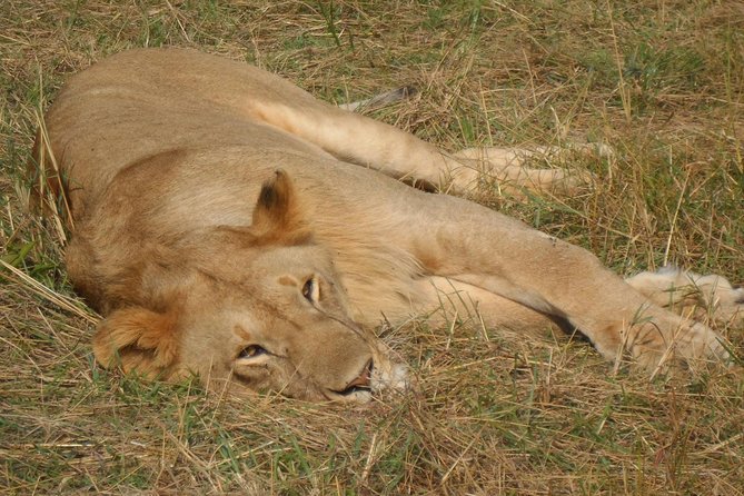 Lake Nakuru National Park Day Tour Via Lake Naivasha - Is $150 a fair price?