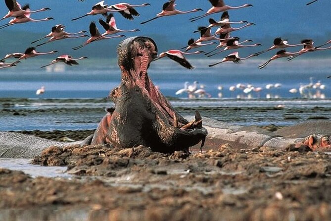 Lake Nakuru National Park: Day Trip from Nairobi - Key points before you book