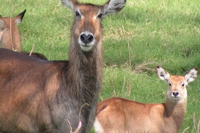 Lake Nakuru National Park: Day Trip from Nairobi - Wildlife beyond flamingos