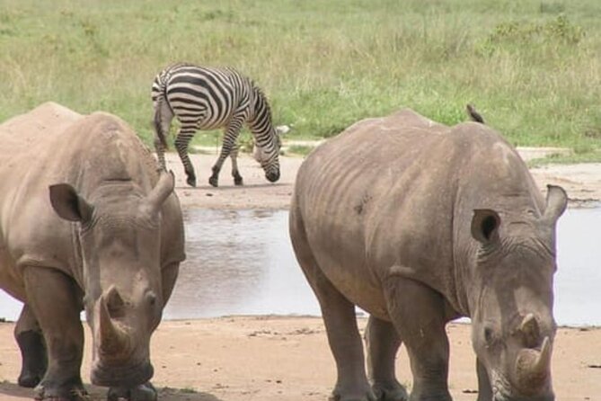 Lake Nakuru National Park: Day Trip from Nairobi - What the two-hour game drive may feel like