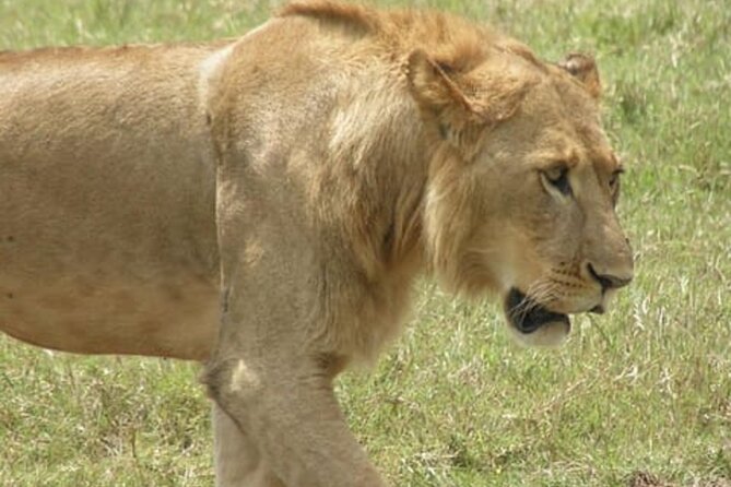 Lake Nakuru National Park: Day Trip from Nairobi - The $170 price and the actual value