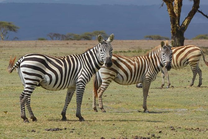 Lake Nakuru National Park: Day Trip from Nairobi - Who will get the most from this outing