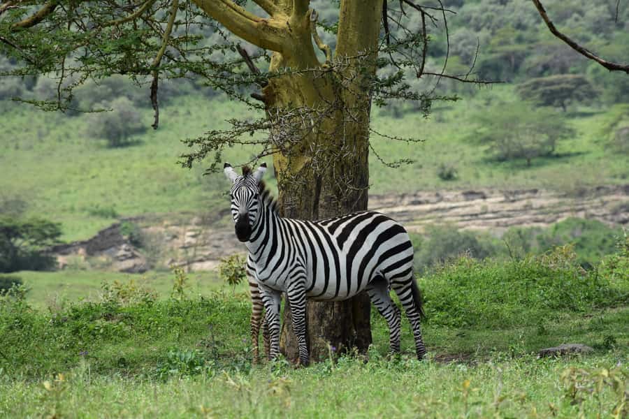 Lake Nakuru National Park Day Trip With Nakuru/Nairobi pick - Key points to know before booking