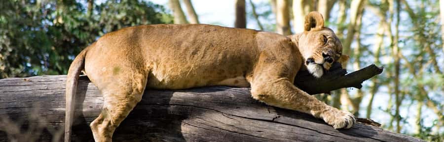 Lake Nakuru National Park Day Trip With Nakuru/Nairobi pick - Why Lake Nakuru works as a one-day safari
