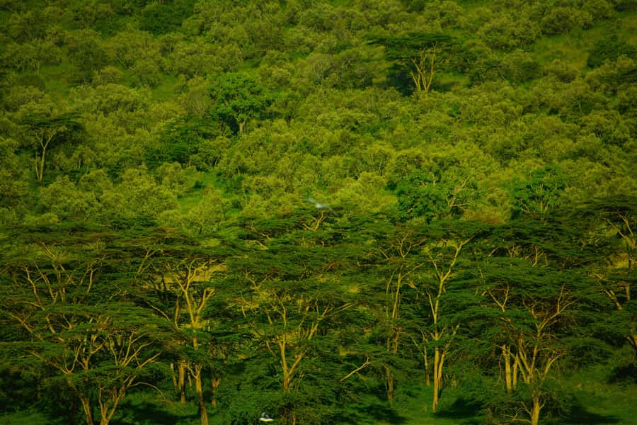 Lake Nakuru National Park Day Trip With Nakuru/Nairobi pick - Entering Lake Nakuru National Park