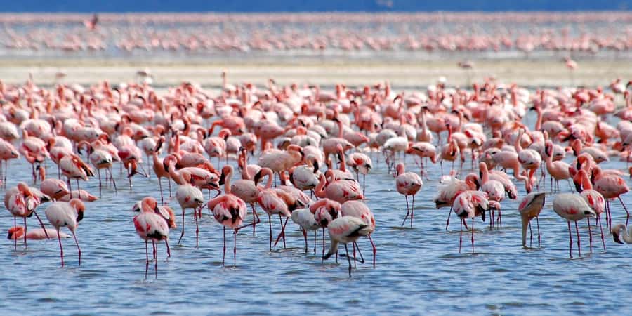Lake Nakuru National Park Day Trip With Nakuru/Nairobi pick - Starting from Nairobi or Nakuru